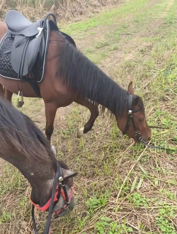 江蘇蘇州兩匹馬一度走失,幸最後無大礙