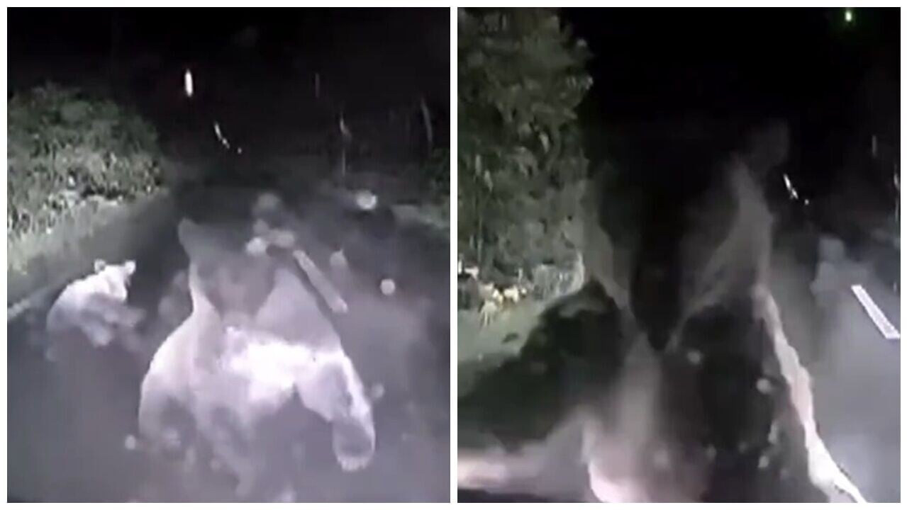 母熊攔車多次怒吼拍打車頭蓋，女司機：祈禱牠別打破玻璃。(X)