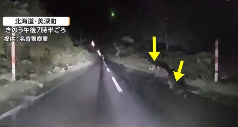 一對母子熊剛橫過道路,母熊突然反身攔下該私家車咆吼。(X)