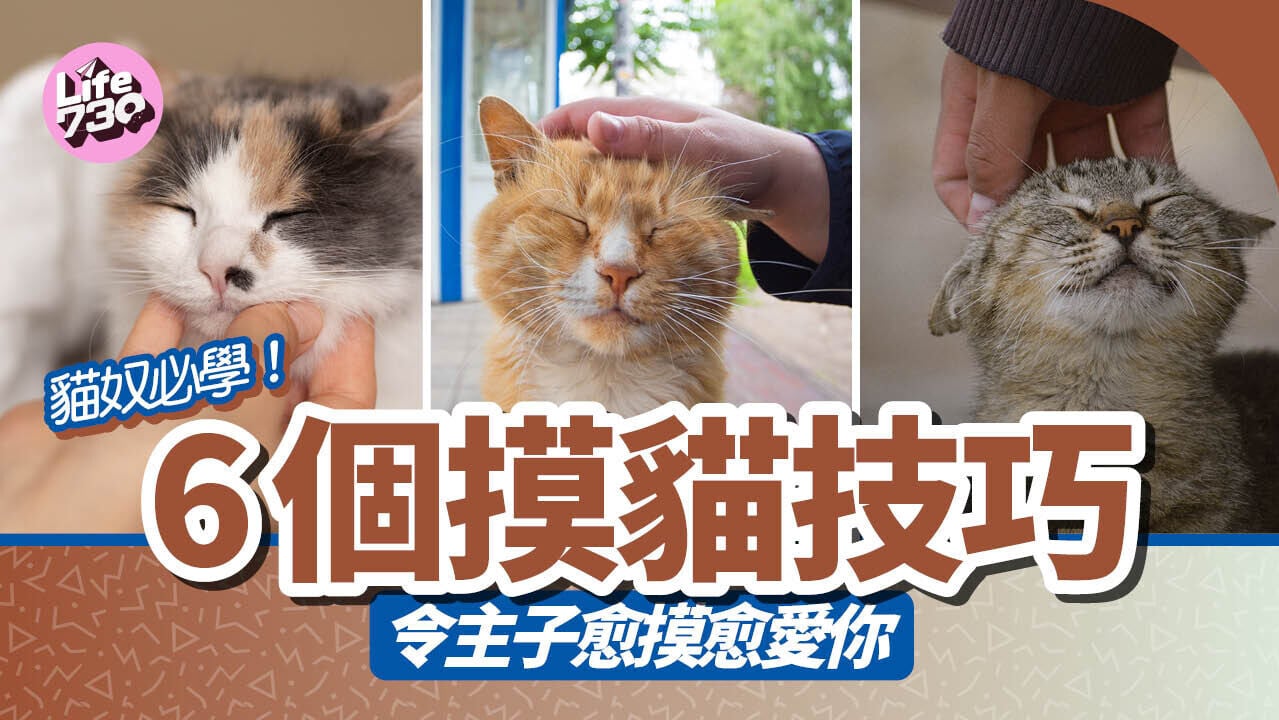 貓奴必學！6個摸貓技巧 令主子愈摸愈愛你