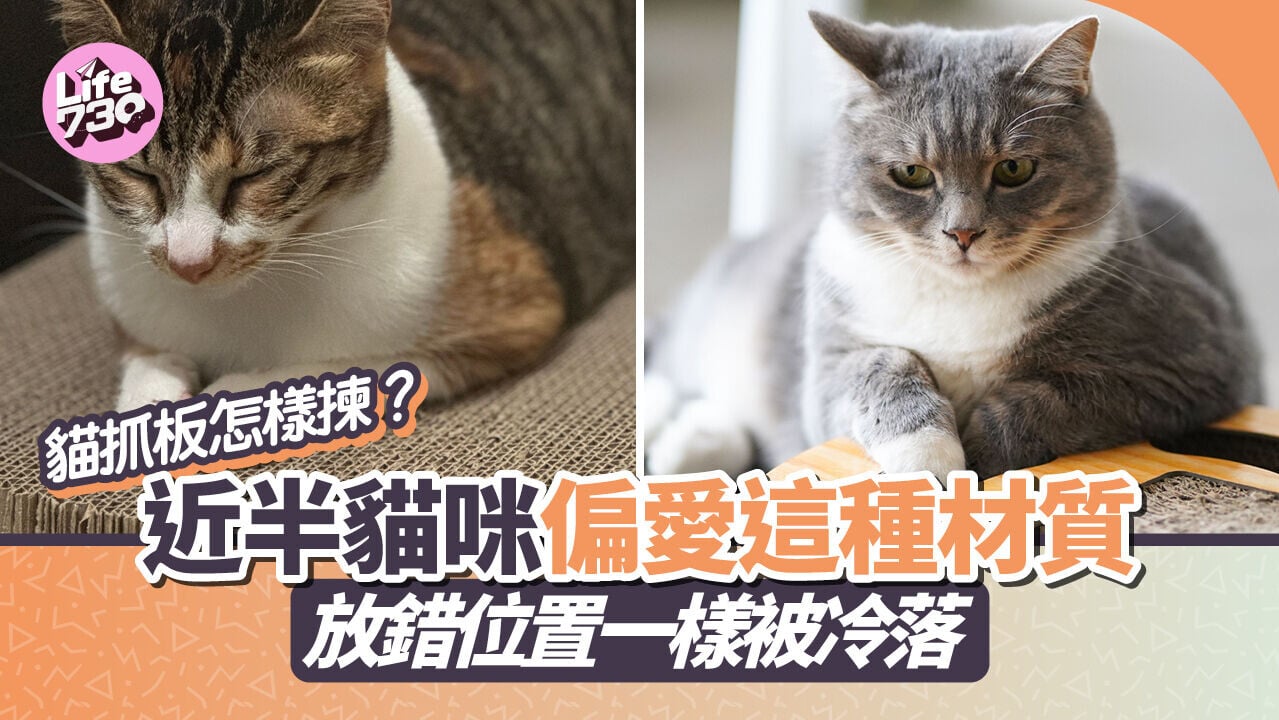 貓抓板怎樣揀？近半貓咪偏愛這種材質　放錯位置一樣被冷落