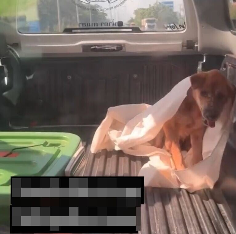 狗狗突然毫無預警地恢復意識,一臉茫然。(IG)