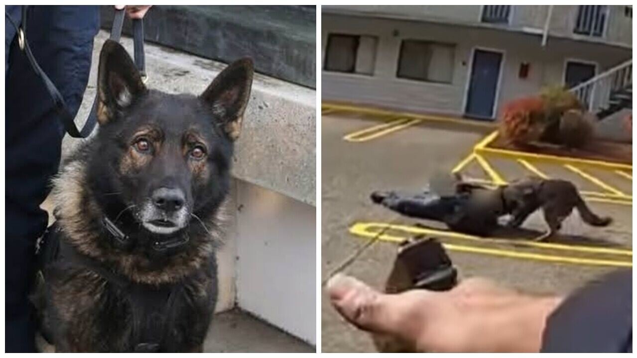 英勇警犬退休前夕最後一次出更，慘遭警員槍擊殉職，事發片段曝光。(YT)