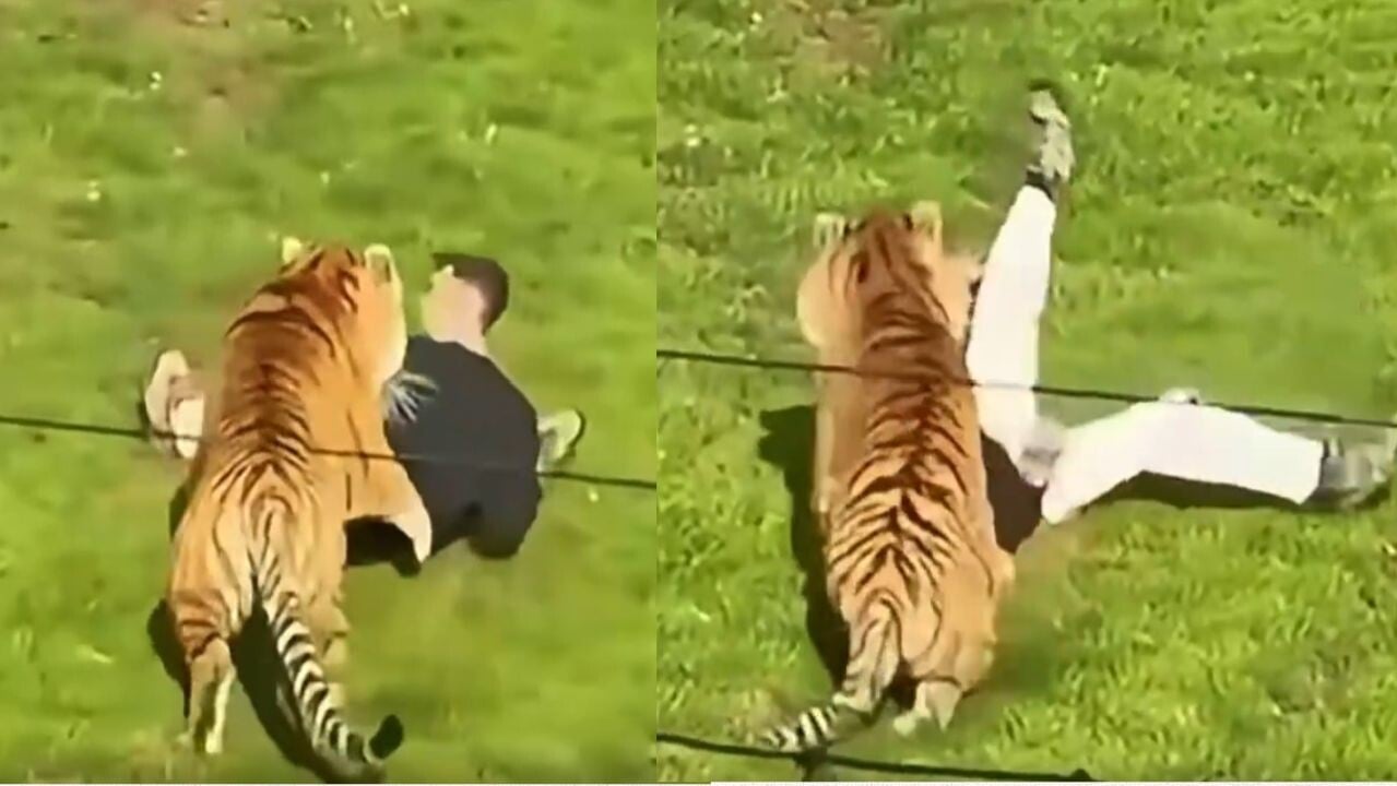 英國約克郡動物園一男子闖老虎園區　當場被咬死