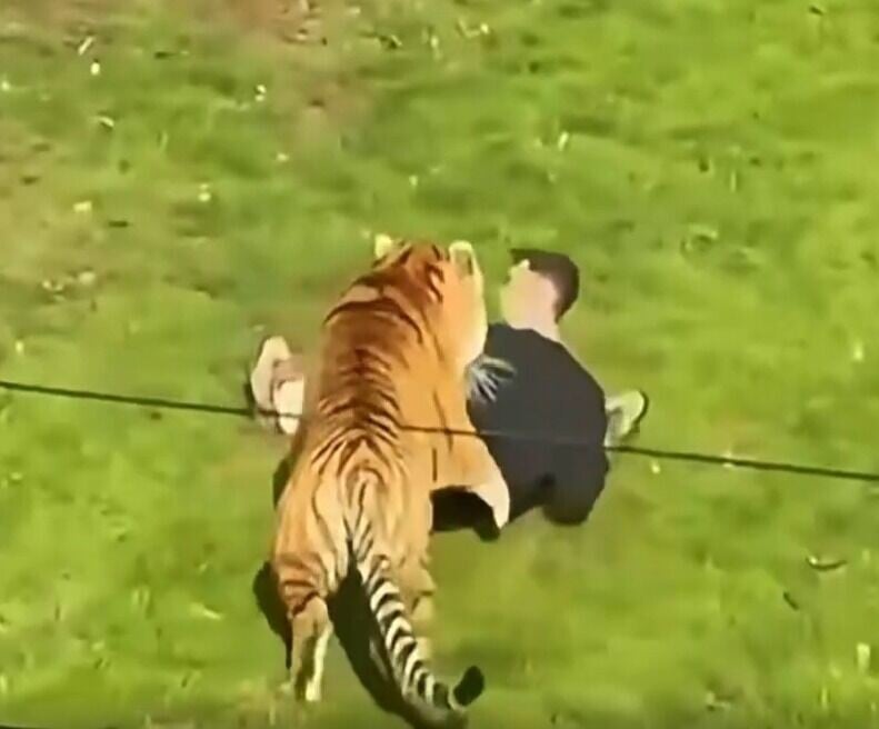 英國約克郡野生動物園闖入老虎園區