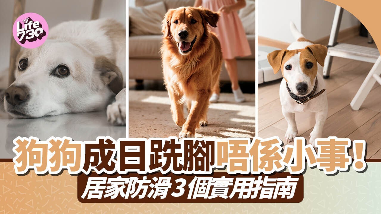 狗狗成日跣腳唔係小事！居家防滑3個實用指南