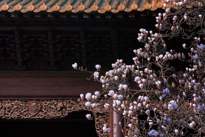 每當去到2月至3月的玉蘭盛開季節,白色的玉蘭花與朝天宮的黃色和綠色的琉璃瓦互相輝映,美不勝收。(圖片來源:視覺中國)