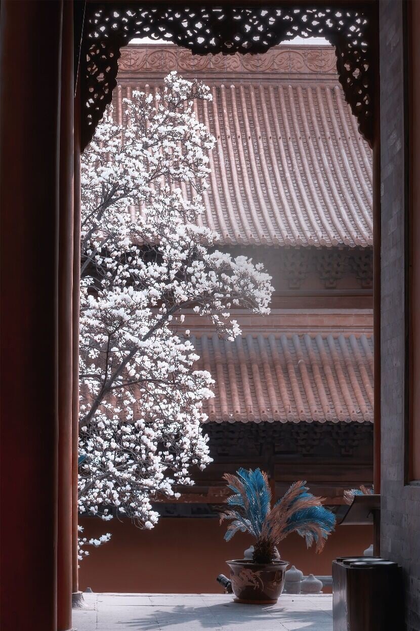 朝天宮內最突出的兩棵玉蘭花樹,正是位於朝天宮崇聖殿門外。(圖片來源:視覺中國)
