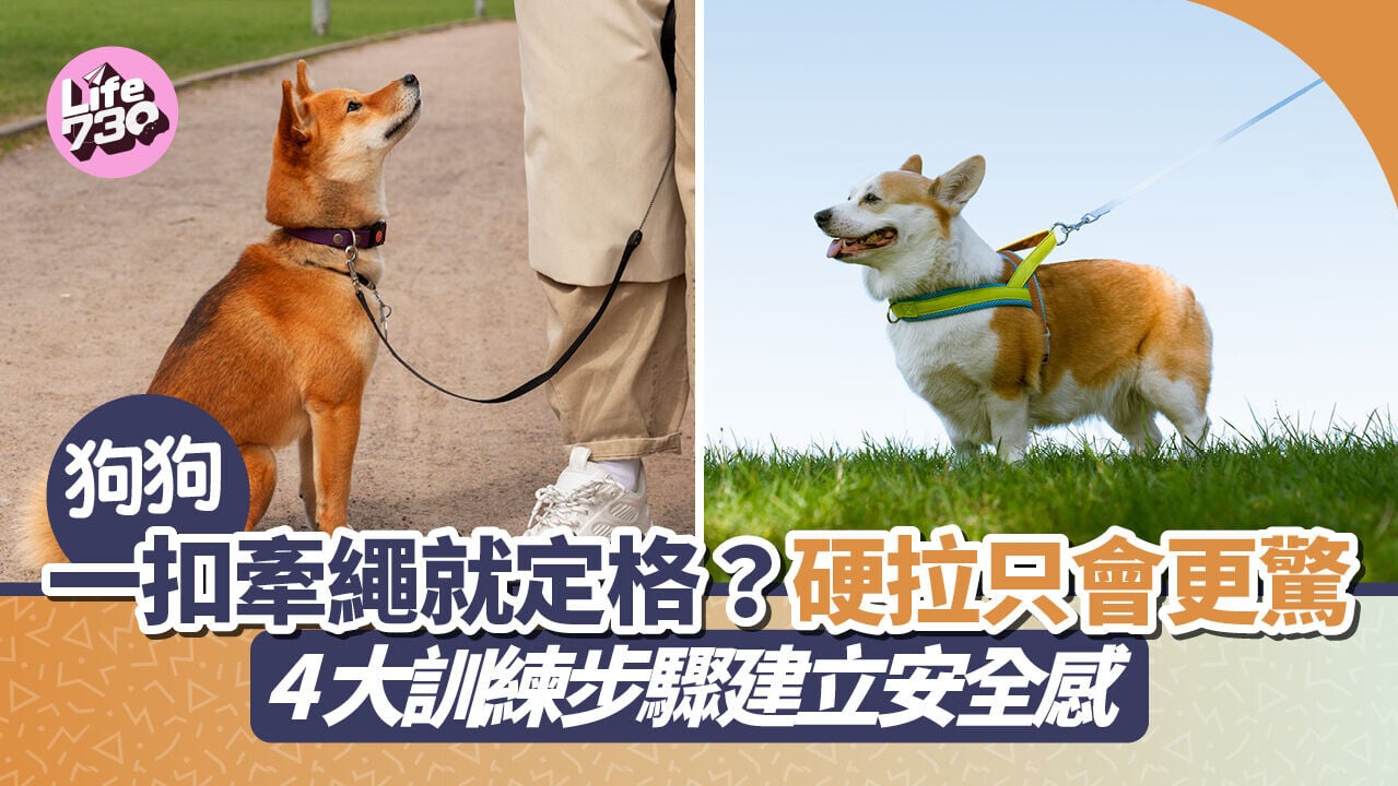 狗狗一扣牽繩就定格？硬拉只會更驚　4大訓練步驟建立安全感