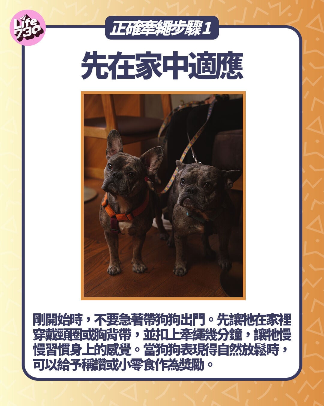 正確牽繩步驟 1. 先在家中適應