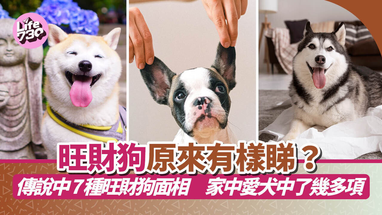 旺財狗原來有樣睇？傳說中7種旺財狗面相　家中愛犬中了幾多項
