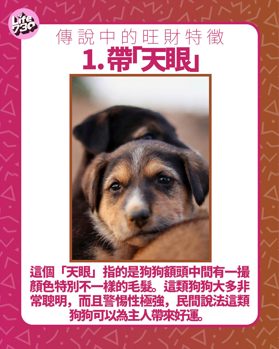 傳說中的旺財特徵1. 帶「天眼」