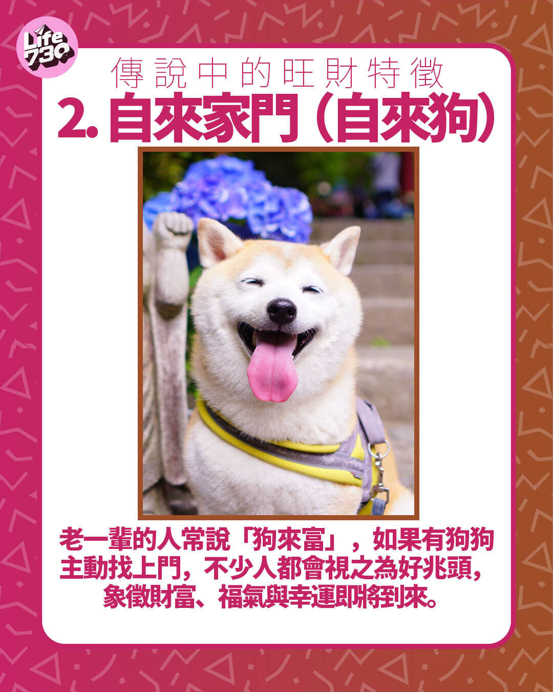 傳說中的旺財特徵 2. 自來家門(自來狗)