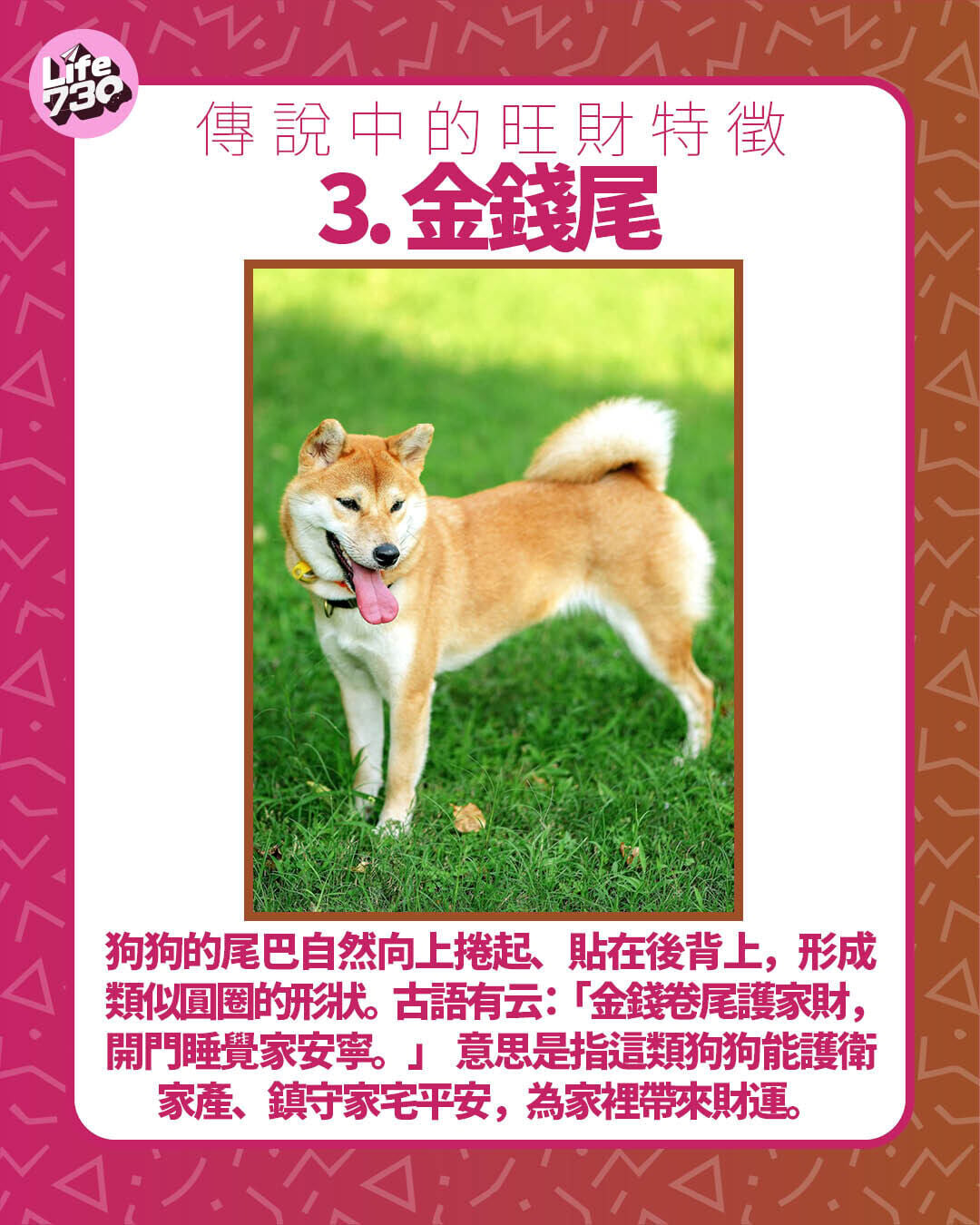 傳說中的旺財特徵 3. 金錢尾