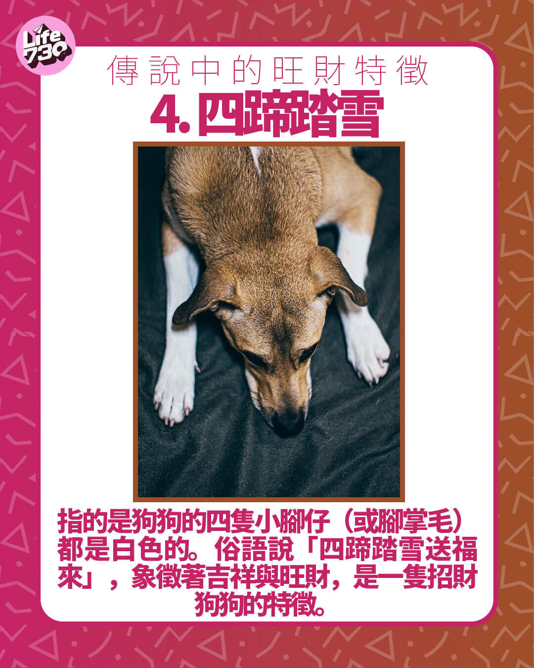 傳說中的旺財特徵 4. 四蹄踏雪