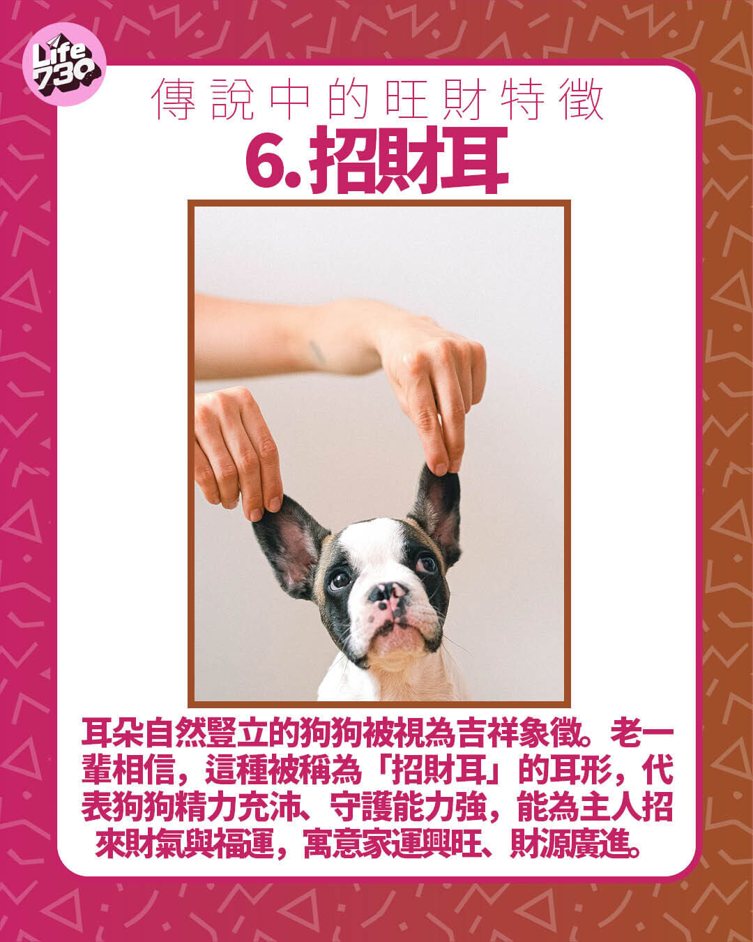 傳說中的旺財特徵 6. 招財耳