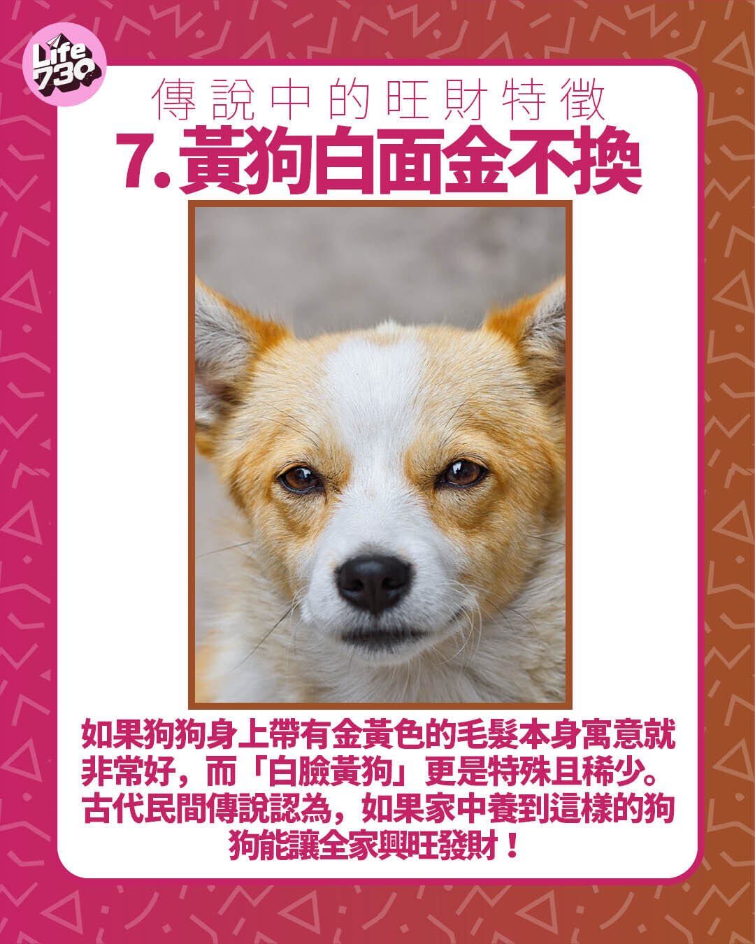 傳說中的旺財特徵7. 黃狗白面金不換