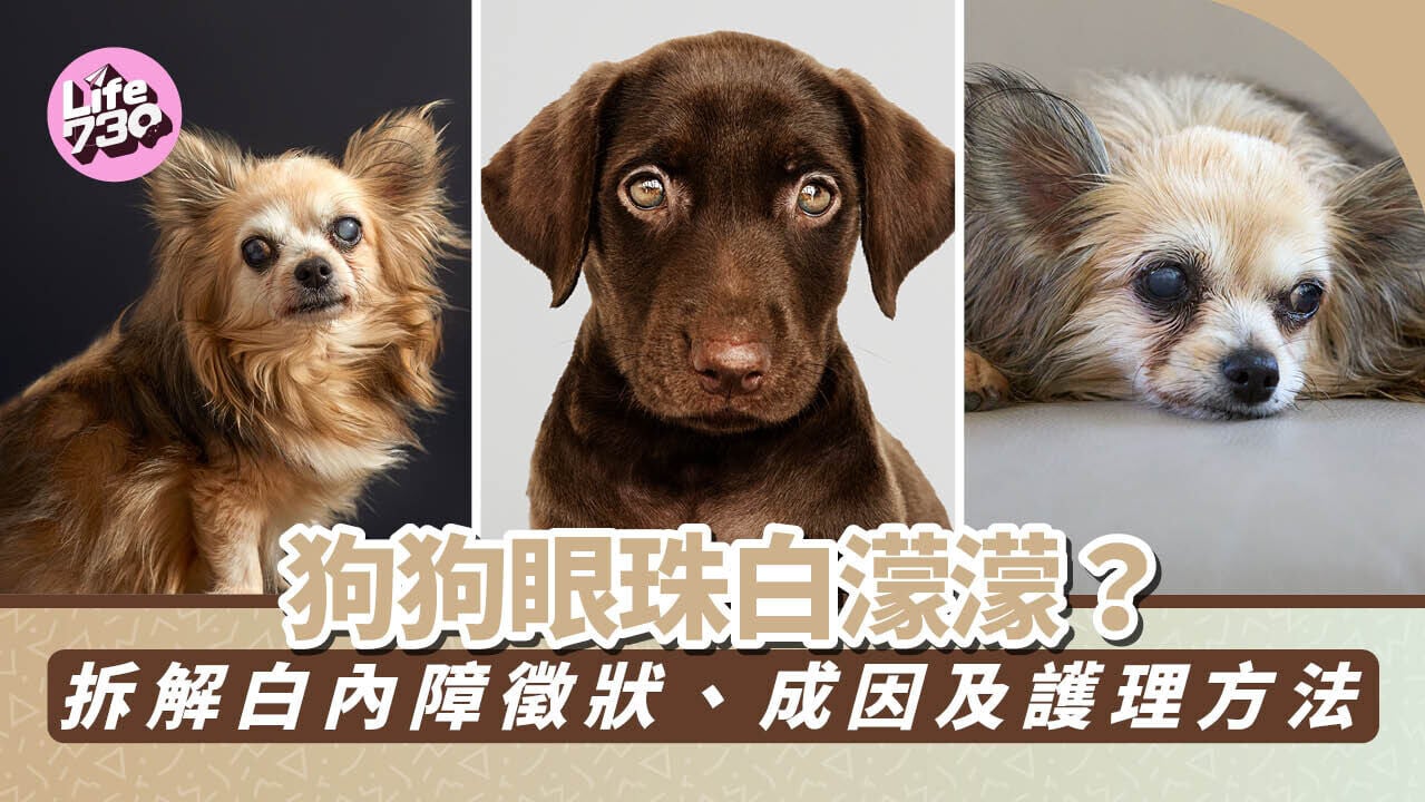 狗狗眼珠白濛濛？拆解白內障徵狀、成因及護理方法