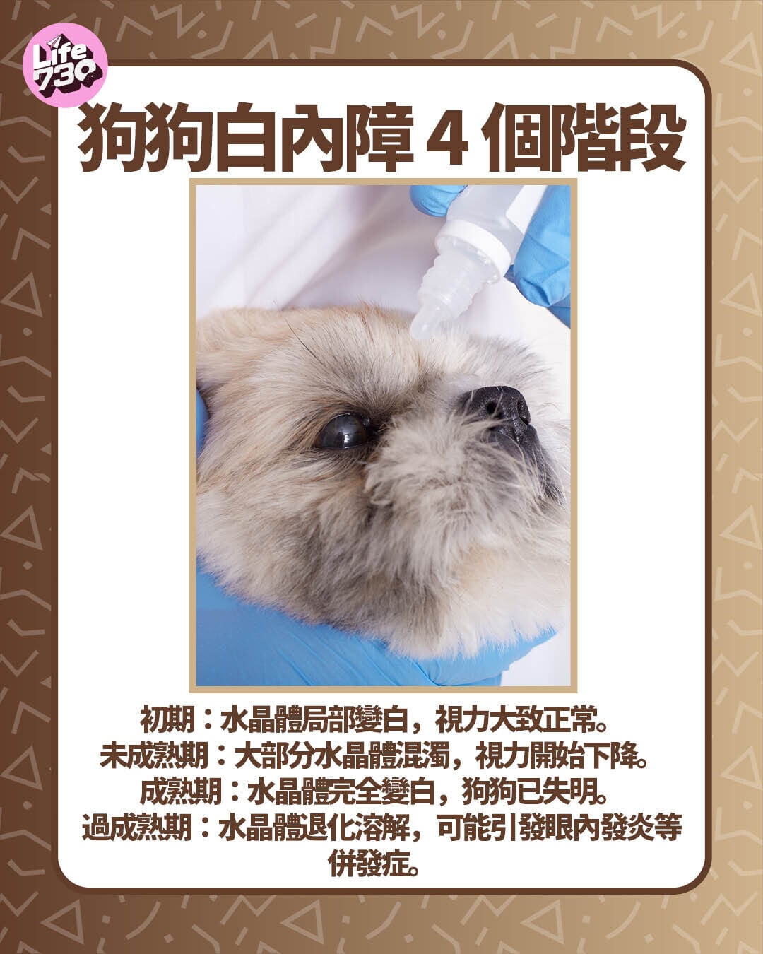 狗狗白內障4個階段