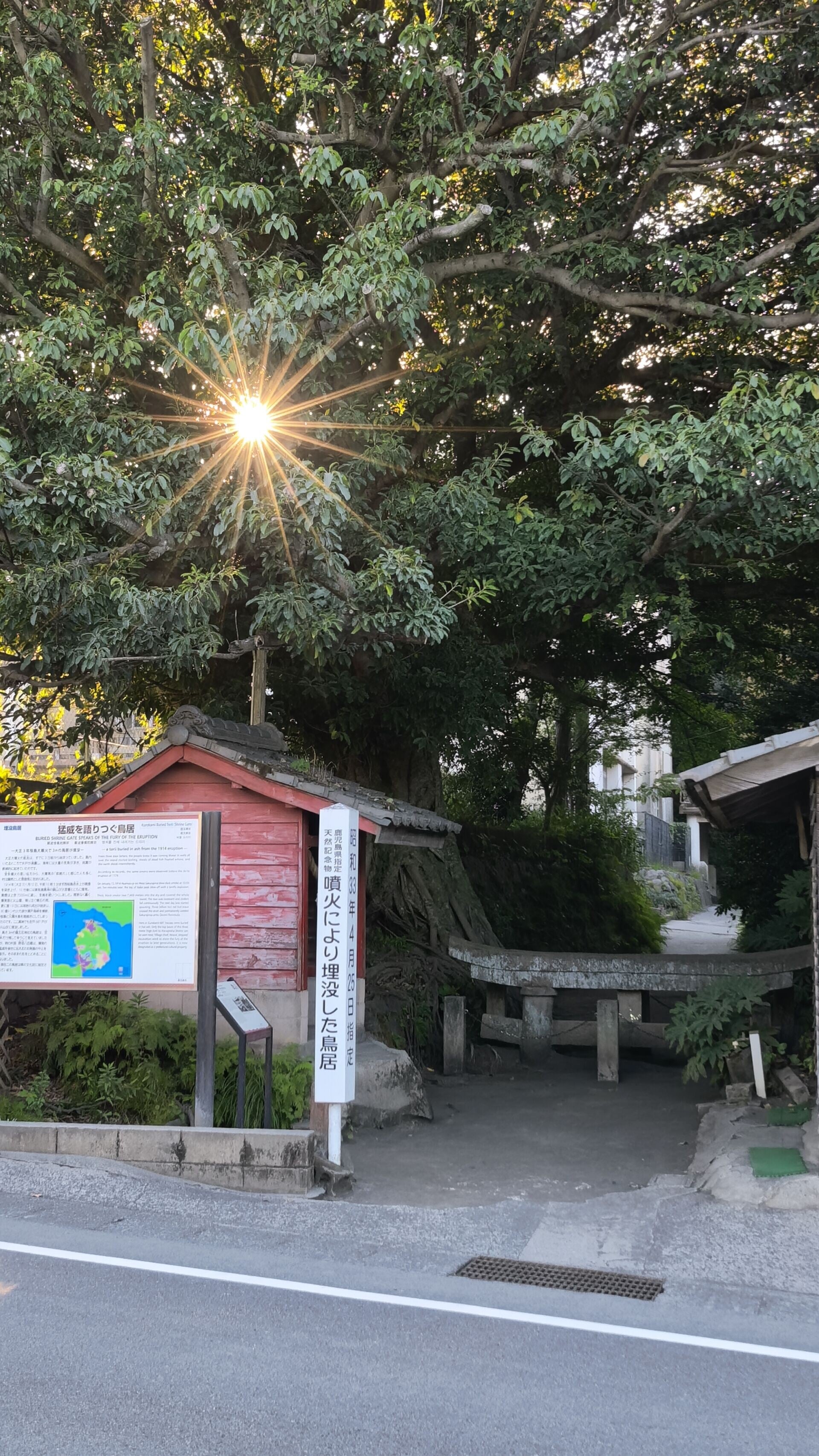 櫻島上的黒神埋沒鳥居。