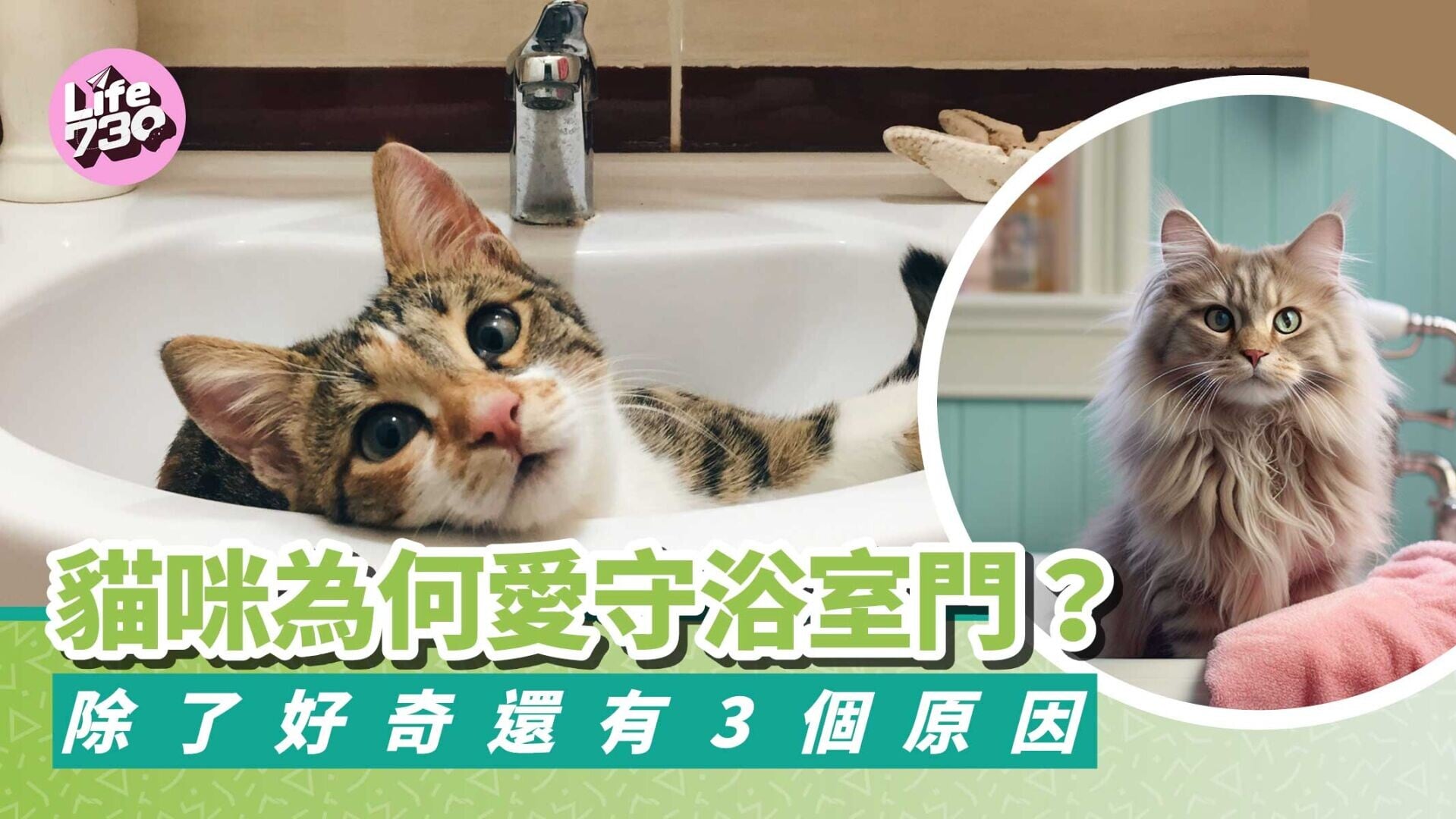 貓咪為何愛守浴室門？除了好奇還有3個原因