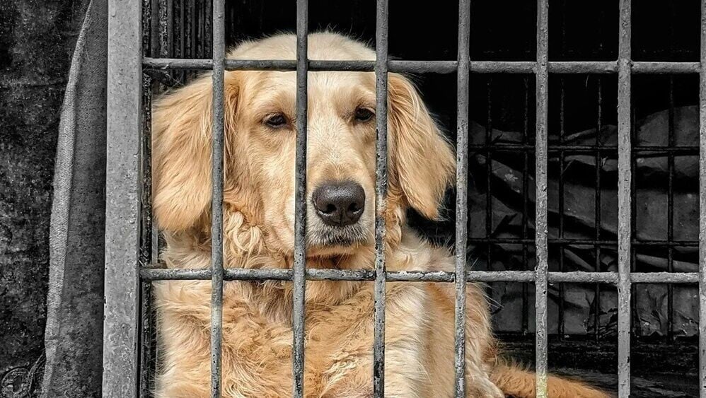大型犬居家圈養,禁止外出。(X)