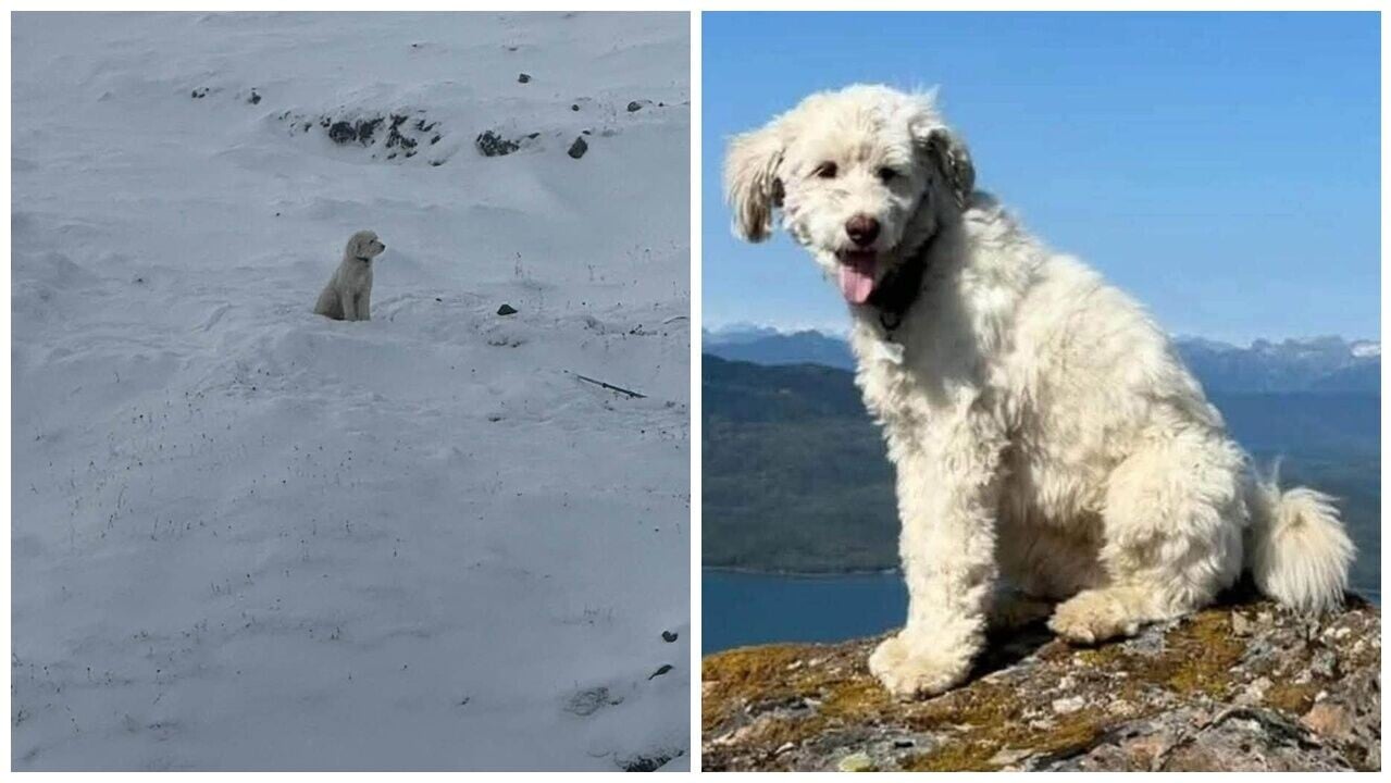 狗狗遇雪崩失蹤50小時，主人求助獲一呼百應，終靠AirTag獲救。(FB)