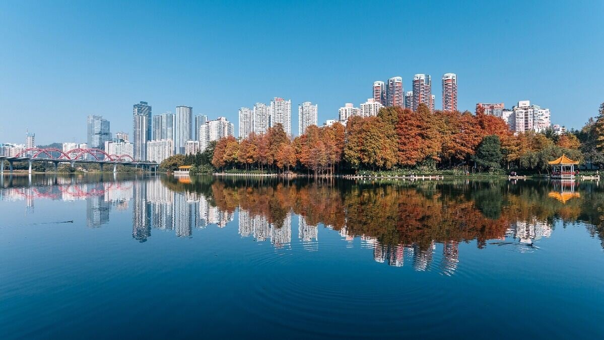 秋冬季節,洪湖公園落羽杉是不可錯過的盛景。(圖片來源:洪湖公園)