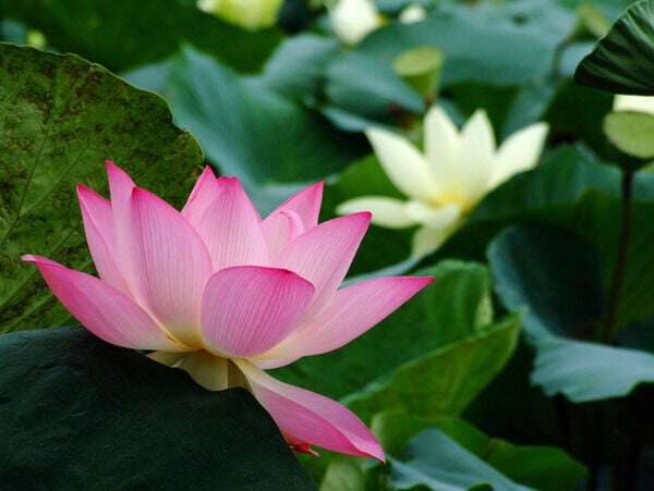 洪湖公園是深圳老牌荷花主題公園,每年6至7月荷花賞期間,百萬朵荷花亭亭綻放