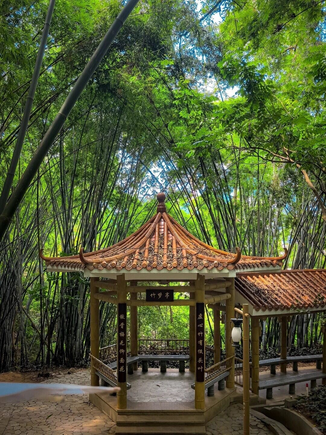 翠竹公園內竹類達102種、逾1萬叢,以紫竹、斑竹、方竹、琴絲竹最享負盛名。涼亭與竹樹,紅瓦綠葉相映成趣。(圖片來源:周獄瞳@小紅書)