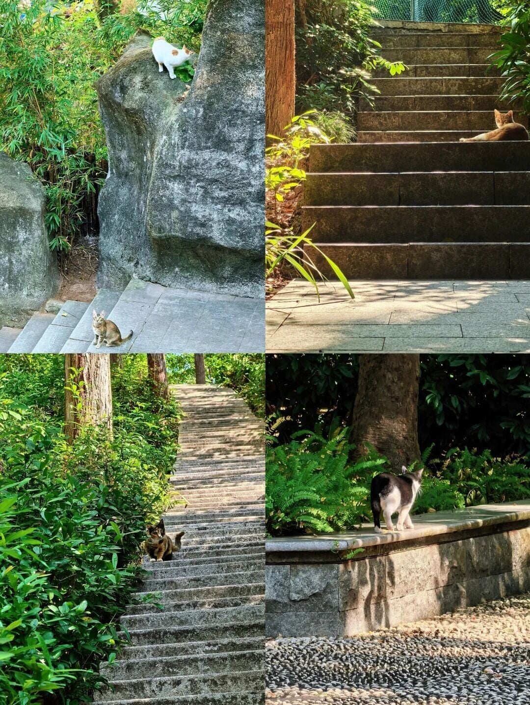 翠竹公園內長期有流浪貓流連,有「百步一貓」之說,「喵喵山」之名不脛而走。(圖片來源:安妮小姐@小紅書)