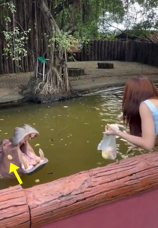 第三次餵投,水果丟偏了。(IG)