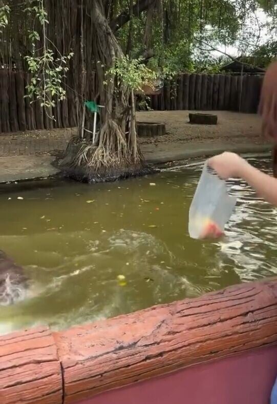 但河馬似乎耐性耗盡,搖頭甩水,更轉身潛入水中。(IG)