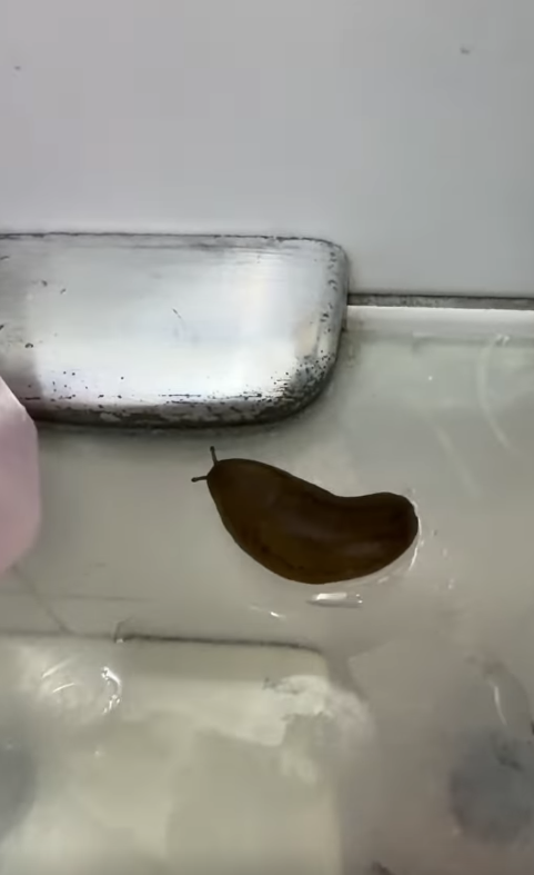 有食客光顧「八曜和茶」,發現杯底有一隻蛞蝓(Threads)