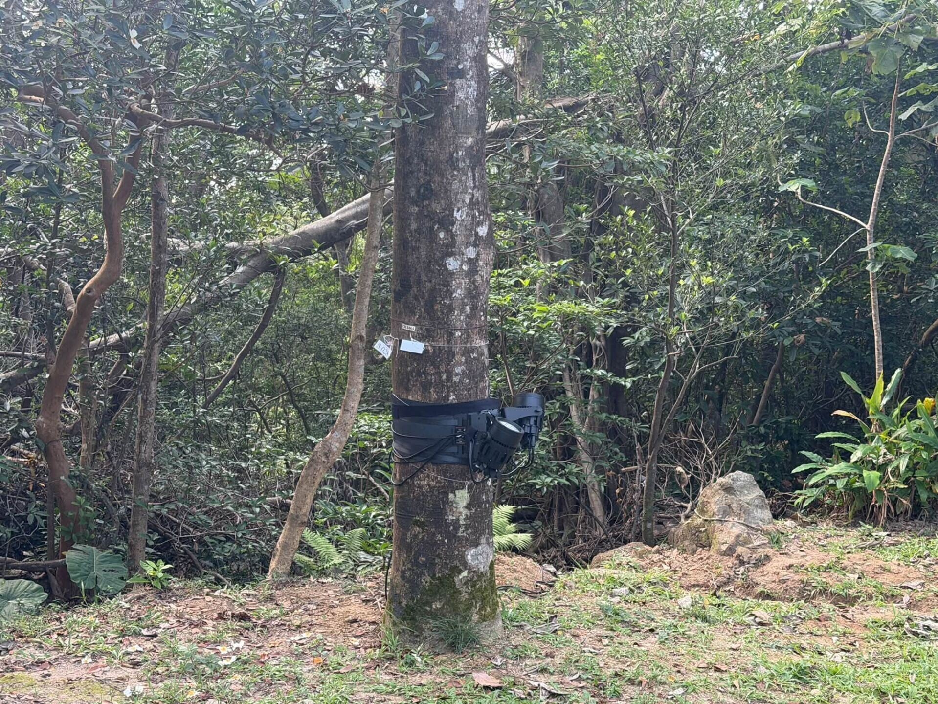 旅發局擬於山頂盧吉道及夏力道一帶推行光影效果項目,引起市民反對。(立法會議員陳家珮圖片)