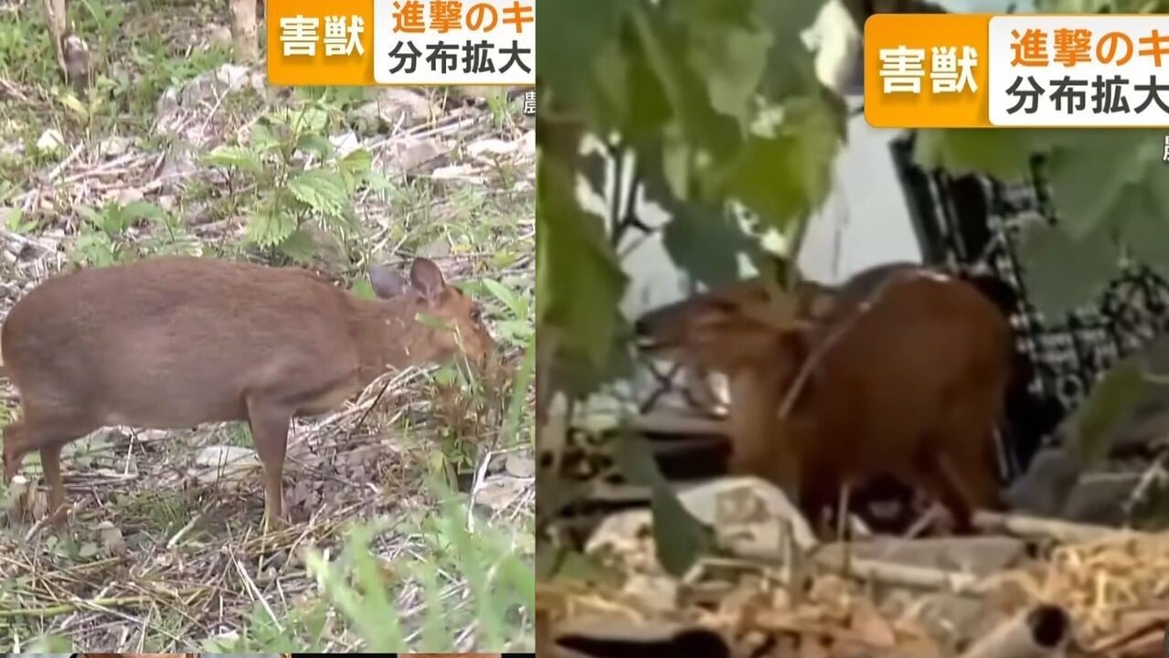 山羌於日本大量繁殖 千葉縣達9萬隻影響生態