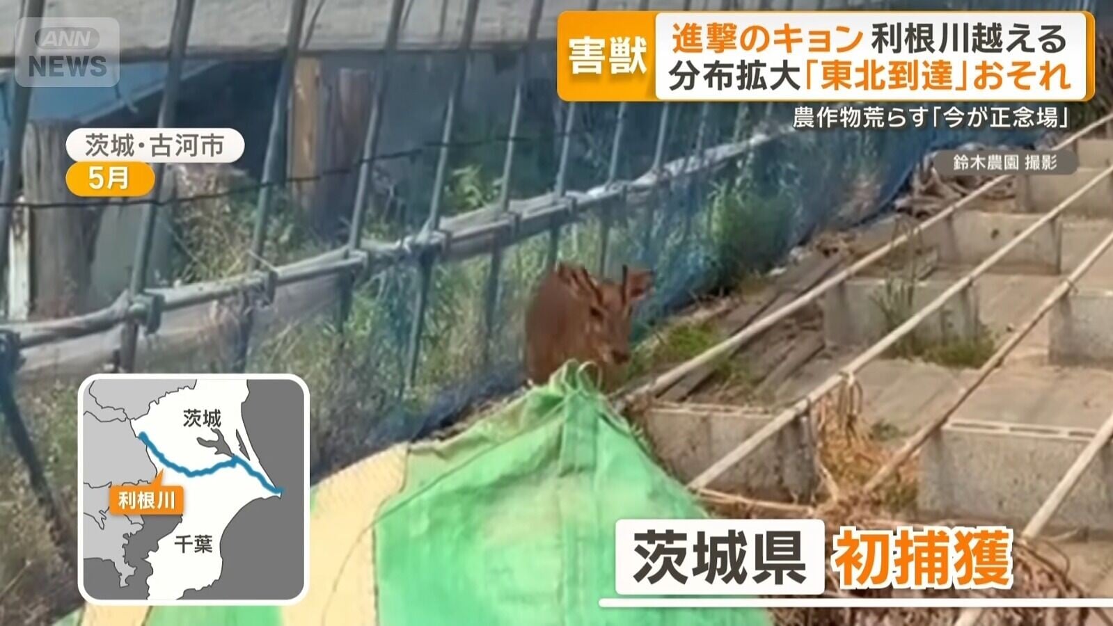山羌在2026年5月在日本茨城縣首次被捕獲(影片截圖)