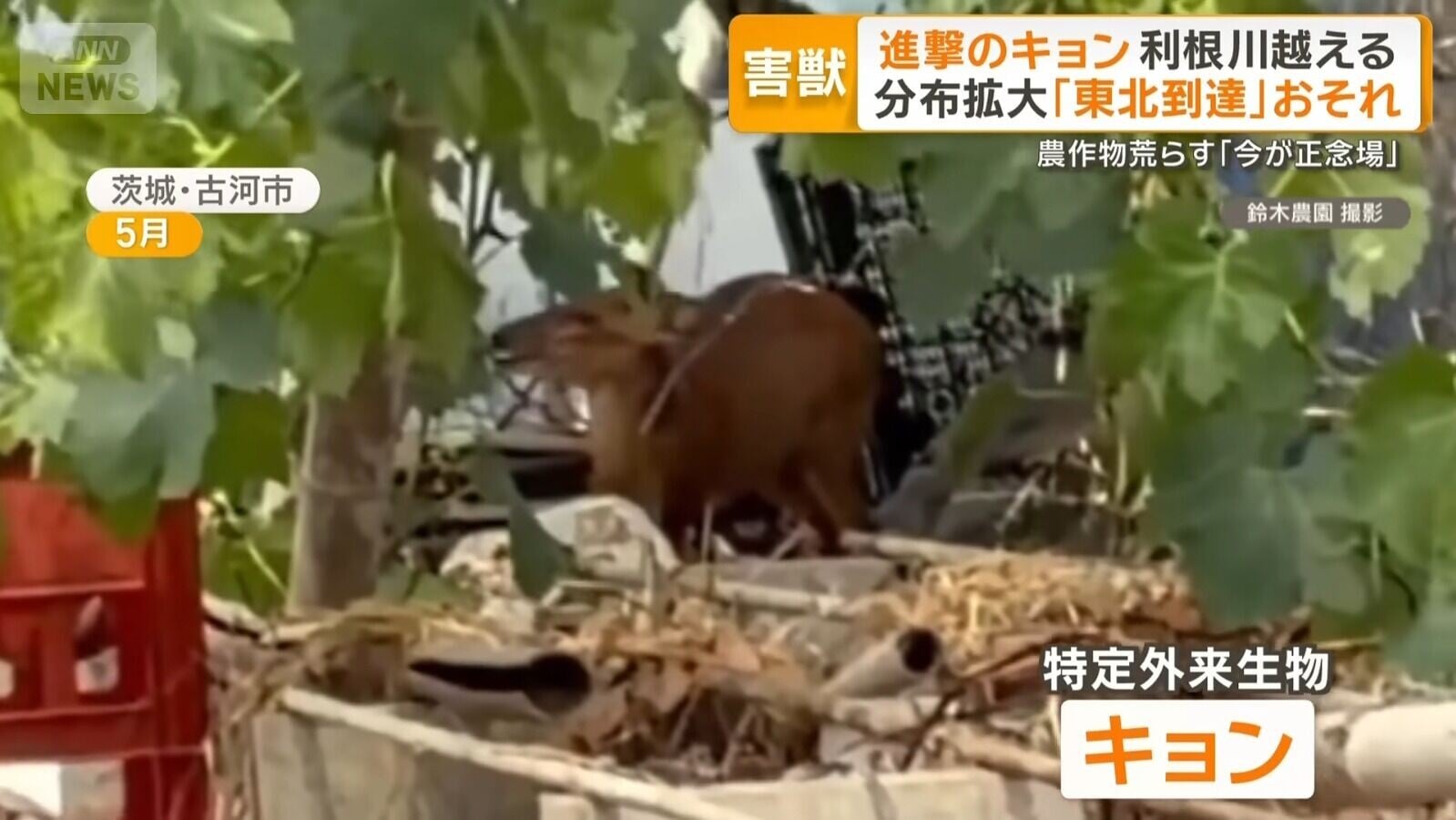 山羌被多次目擊在日本茨城縣出現(影片截圖)