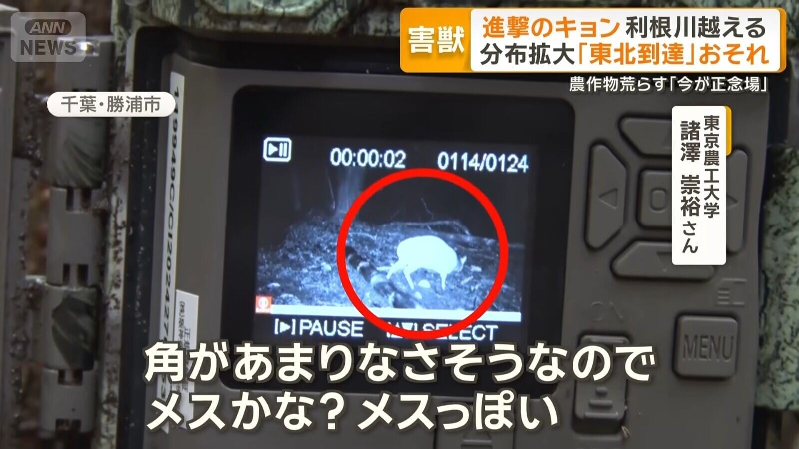 山羌被多次目擊在日本茨城縣出現(影片截圖)