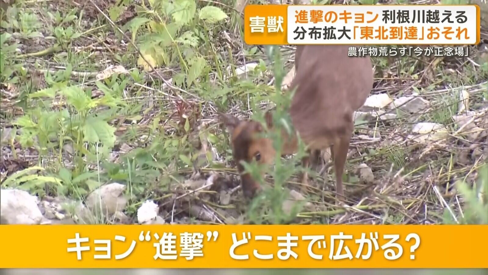 山羌被多次目擊在日本茨城縣出現(影片截圖)