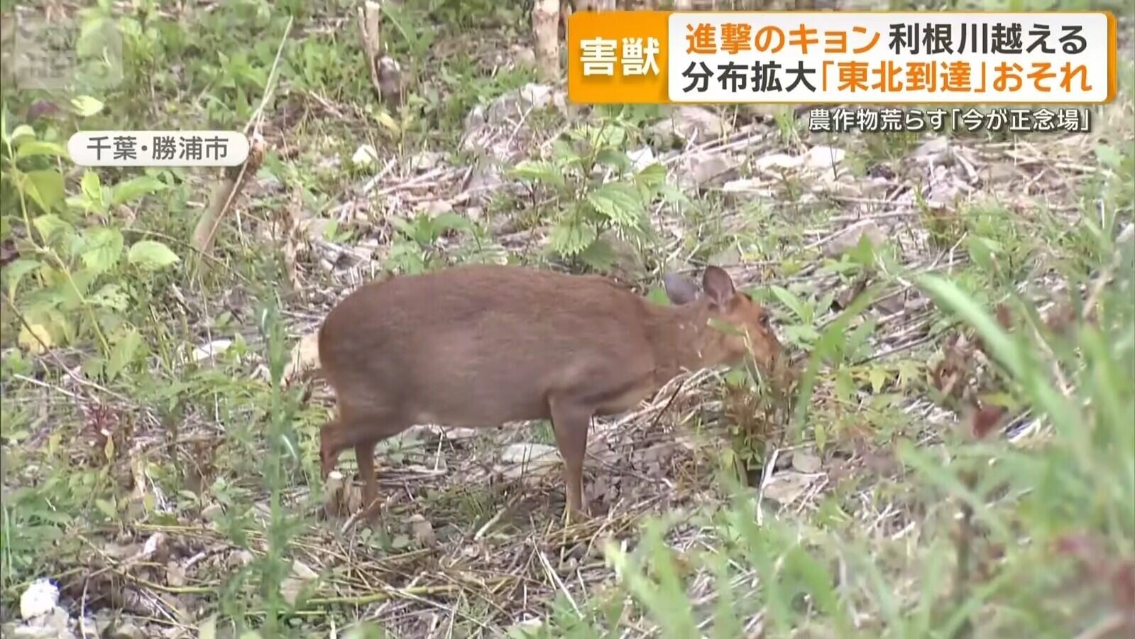 山羌被多次目擊在日本茨城縣出現(影片截圖)