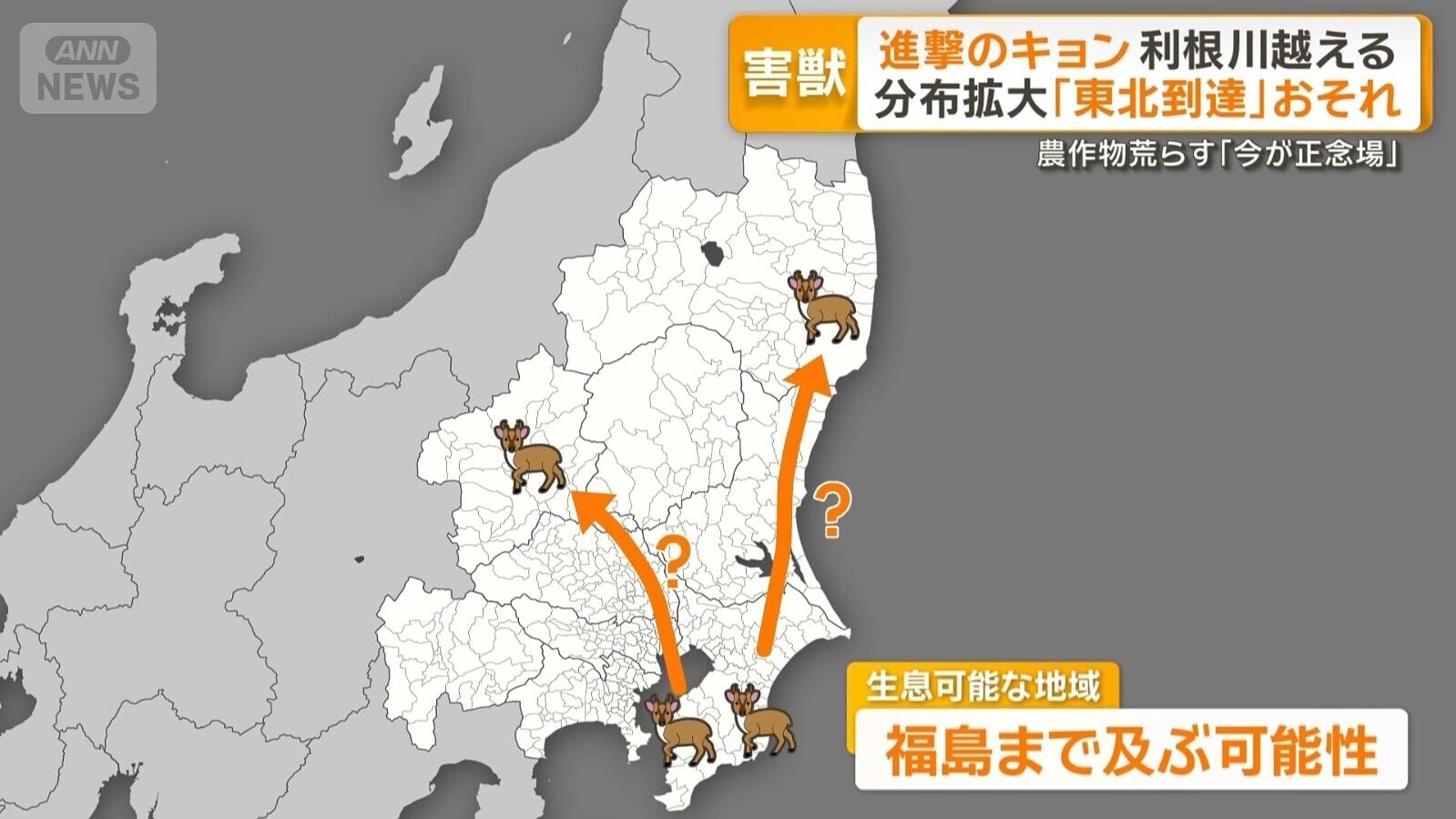 專家估計山羌未來有機會進佔福島縣(影片截圖)