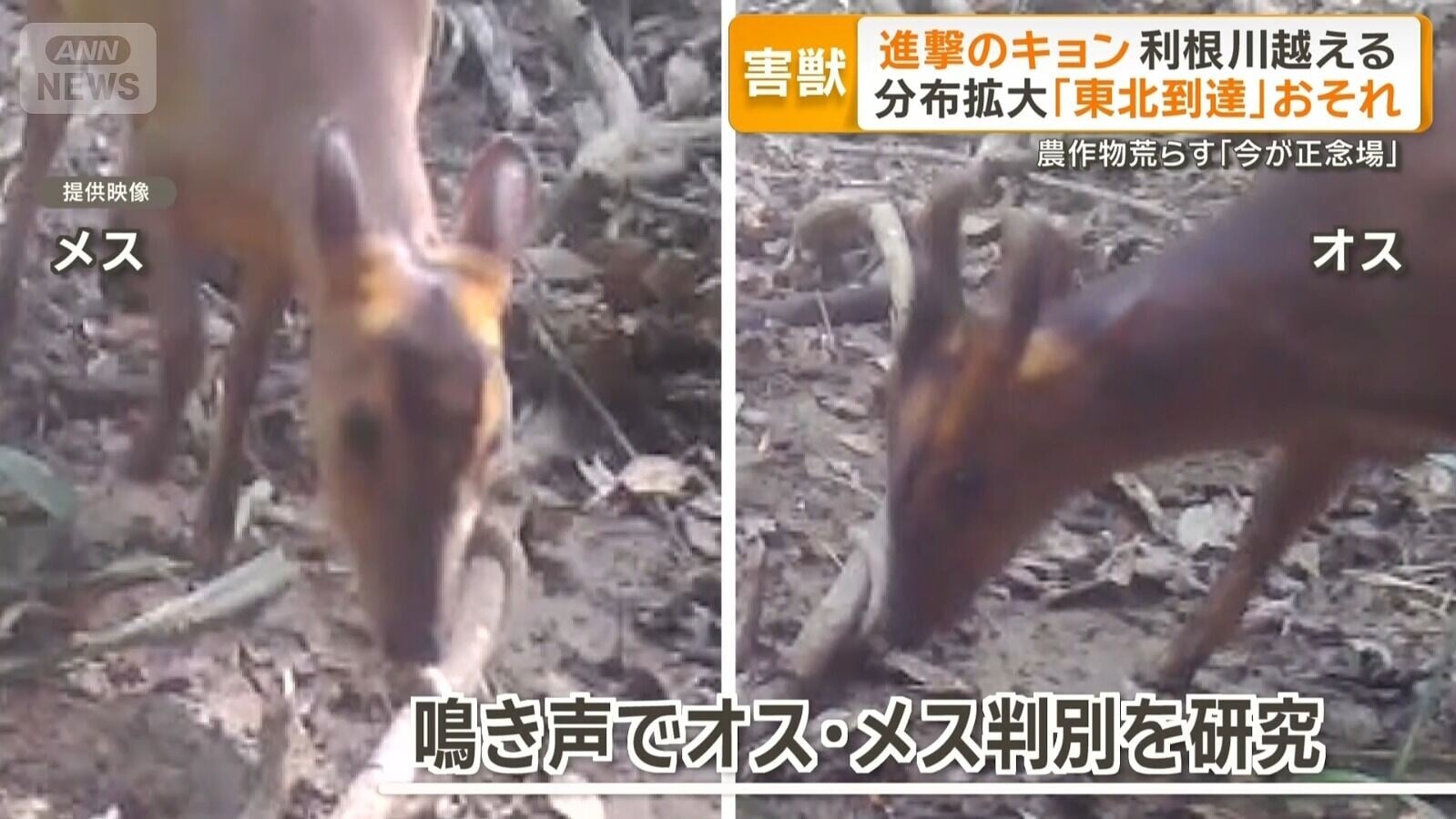 山羌在日本數量一直上升(影片截圖)