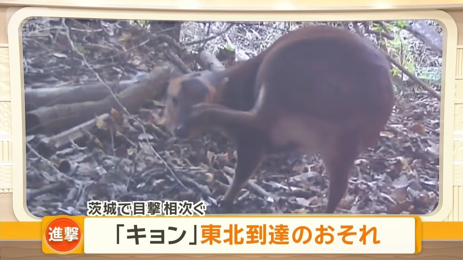 山羌在日本數量一直上升(影片截圖)