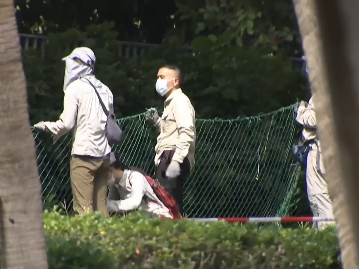 維園1米野豬出沒,漁護署獸醫發射麻醉槍捕捉。(有線新聞截圖)