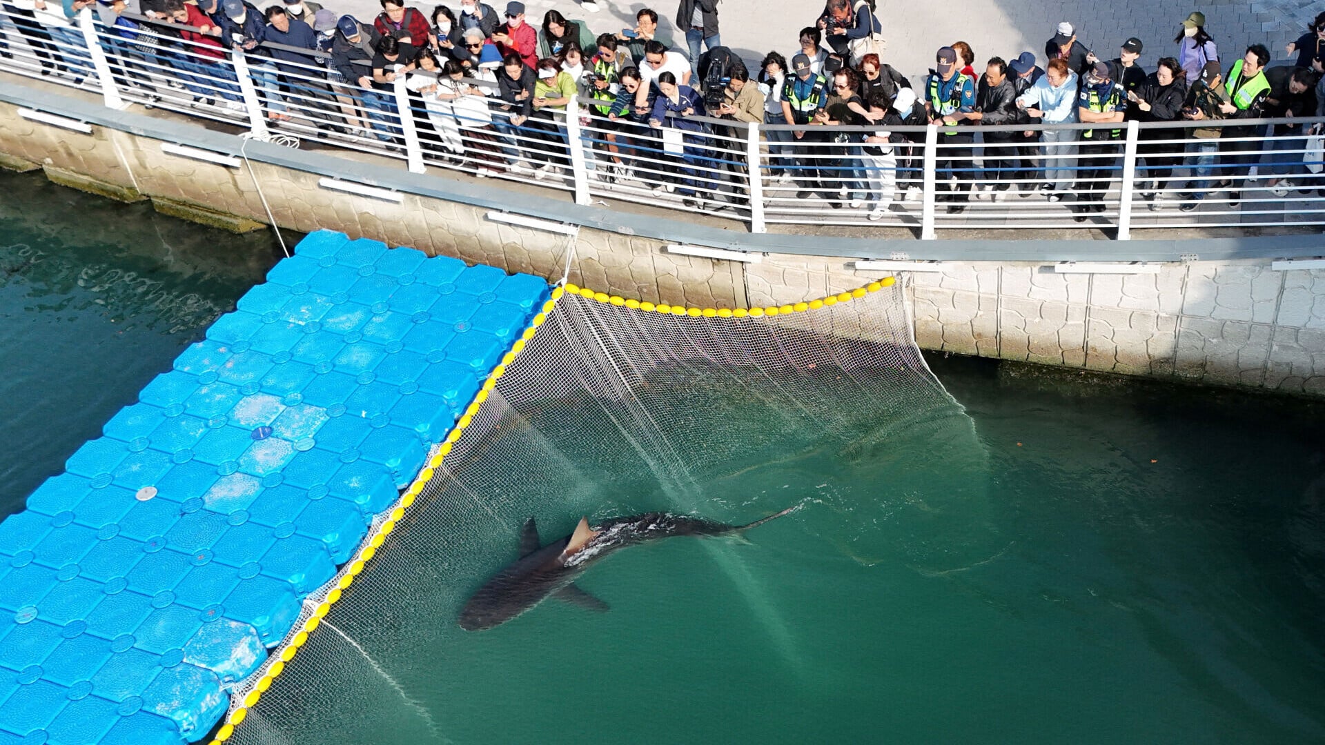 2026 10 22T093448Z 1474717637 RC2Q7OA0EWTM RTRMADP 3 SOUTHKOREA SHARK