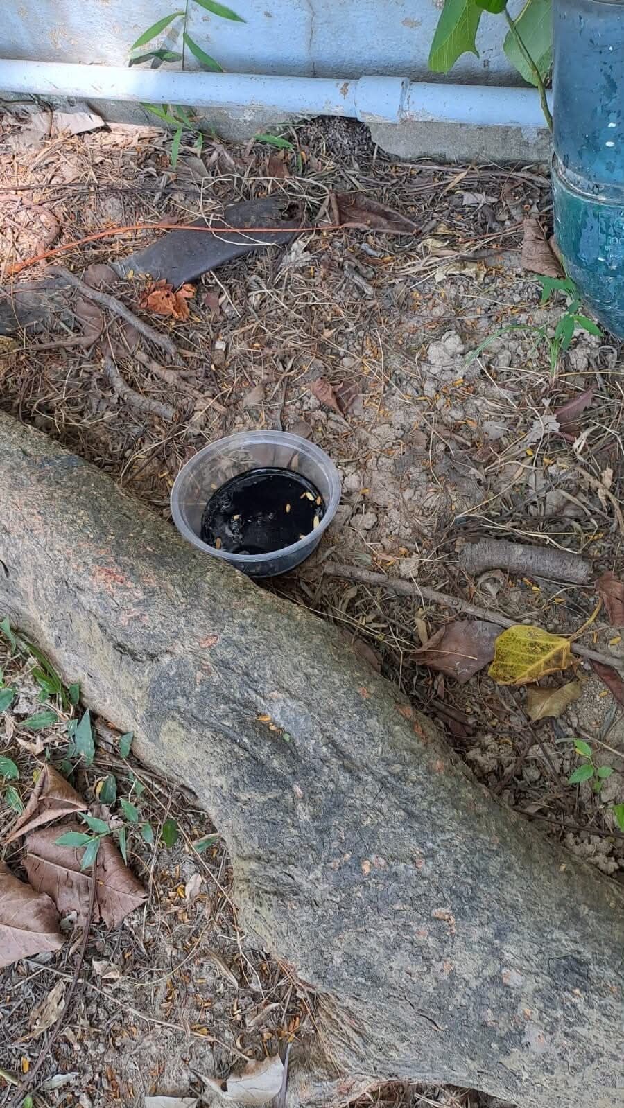 石硤尾公園一名男子疑在貓糧內下毒(Threads)