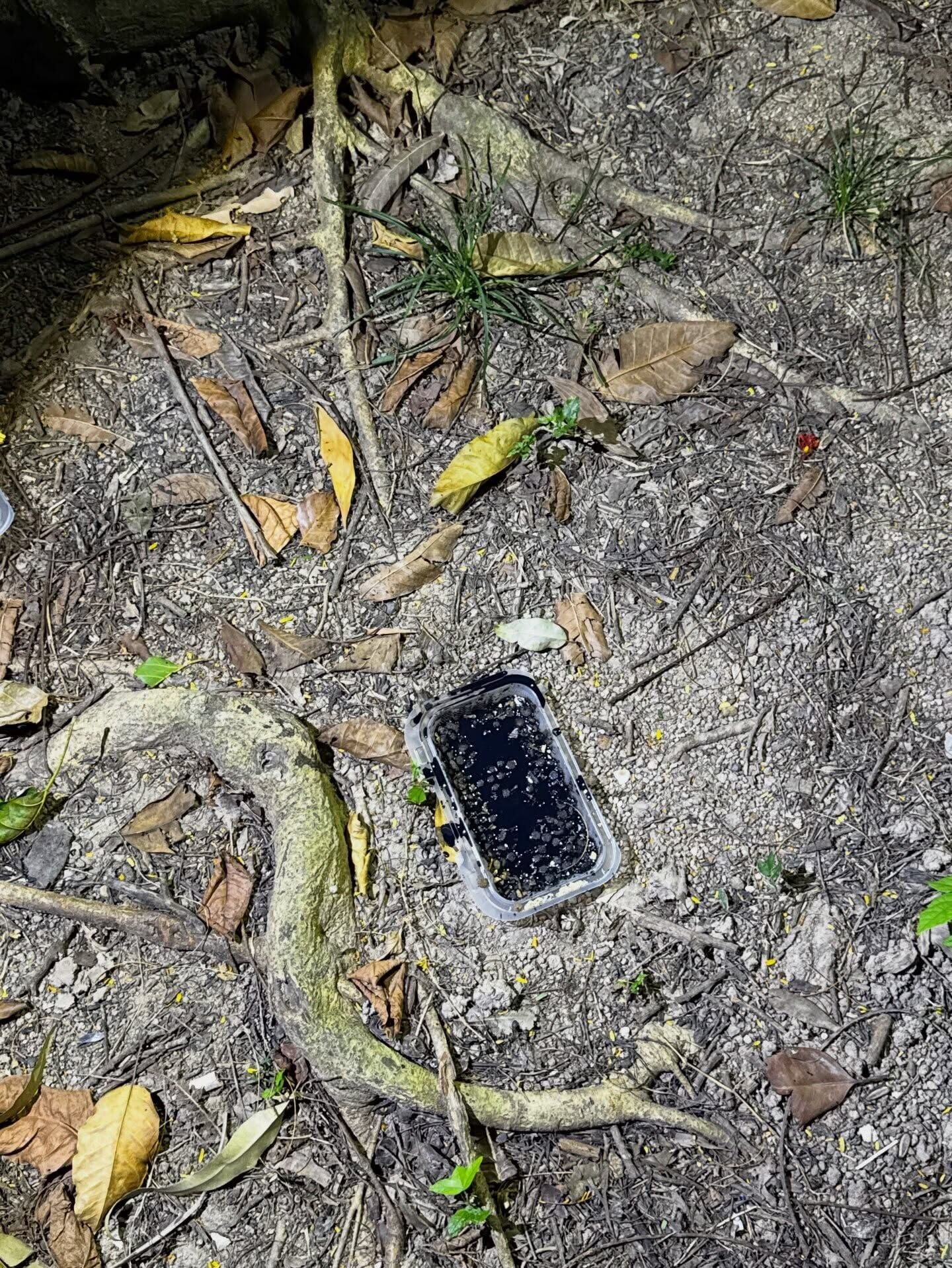石硤尾公園一名男子疑在貓糧內下毒(Threads)