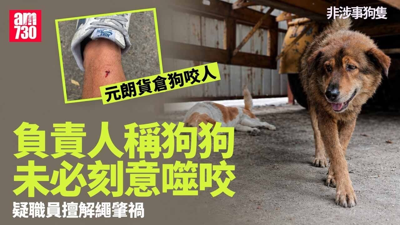 元朗貨倉員工被狗咬傷　咬人「肥妹」上月曾檢查晶片疑職員擅解繩肇禍 (更新)