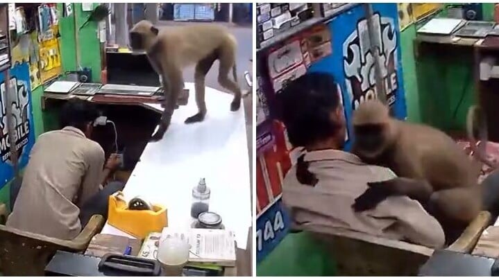 印度奧迪沙邦手機店天眼片段瘋傳，一隻野生長尾葉猴突然走進店內爬上櫃台，當時男店主正玩手機，冷不防被「突襲」，惟猴子沒有作出攻擊或搶奪行為，只是伸出雙臂抱住店主，還把頭靠在他的胸前。(X)